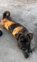 Shelter Stray Female Dog last seen Near BLK E VIA WANDA, LB 90805, 7700 E Spring St, Long Beach, CA 90815, USA