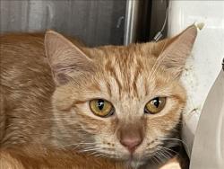 Shelter Stray Female Cat last seen , 3201 Lacy St, Los Angeles, CA 90031, USA
