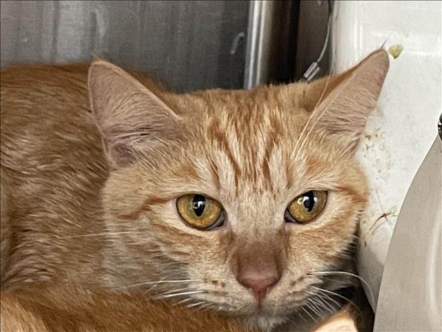 Shelter Stray Female Cat last seen , 3201 Lacy St, Los Angeles, CA 90031, USA