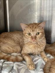 Shelter Stray Female Cat last seen , 3201 Lacy St, Los Angeles, CA 90031, USA