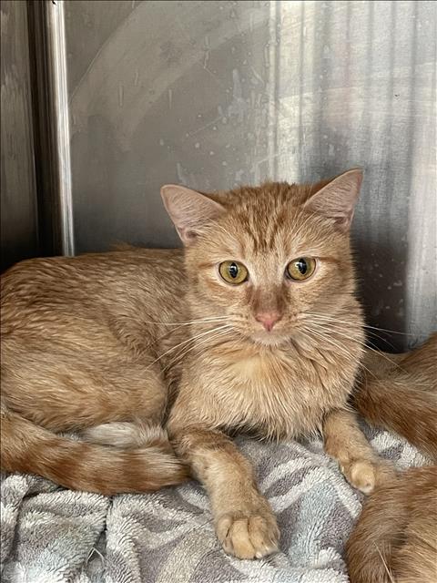 Shelter Stray Female Cat last seen , 3201 Lacy St, Los Angeles, CA 90031, USA