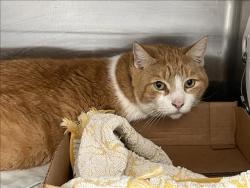 Shelter Stray Male Cat last seen , 3201 Lacy St, Los Angeles, CA 90031, USA