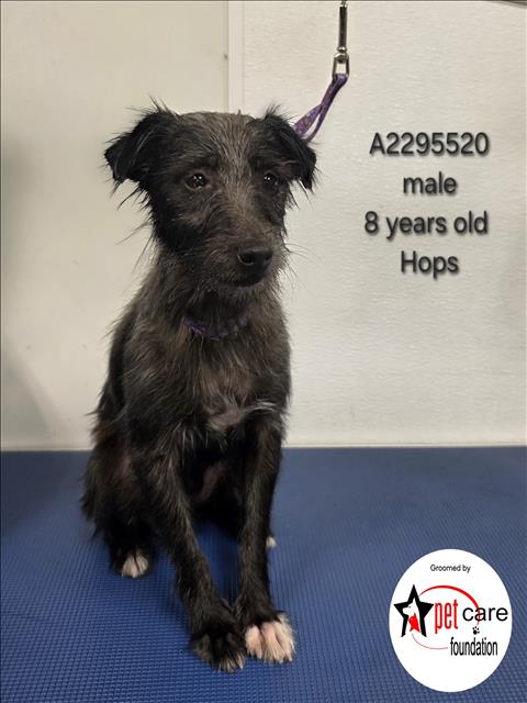 Shelter Stray Male Dog last seen , 3201 Lacy St, Los Angeles, CA 90031, USA