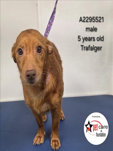 Shelter Stray Male Dog last seen , 3201 Lacy St, Los Angeles, CA 90031, USA