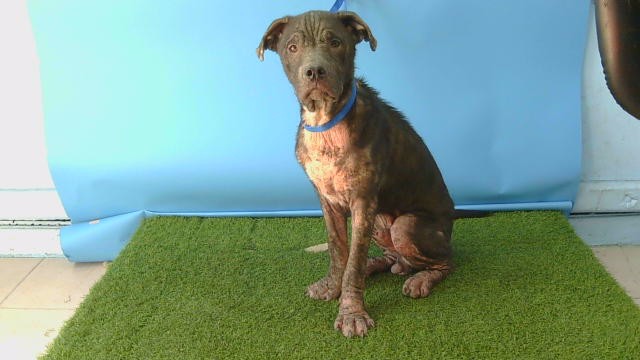 Shelter Stray Male Dog last seen , 216 W Victoria St, Gardena, CA 90248, USA