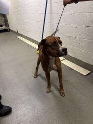 Shelter Stray Male Dog last seen Near BLOCK NW 18TH AVE,, 3599 NW 79th Ave, Doral, FL 33122, USA