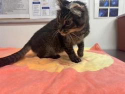 Shelter Stray Female Cat last seen , 600 Aviation Dr, Camarillo, CA 93010, USA