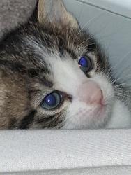 Lost Male Cat last seen Avalon westminster, Westminster, CO 80020
