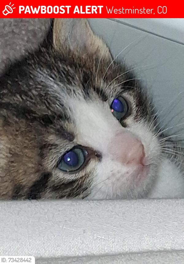 Lost Male Cat last seen Avalon westminster, Westminster, CO 80020