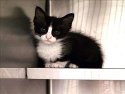 Shelter Stray Male Cat last seen , 1850 W 60th St, Los Angeles, CA 90047, USA