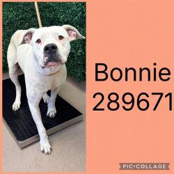 Shelter Stray Female Dog last seen FULTON MILL ROAD, 4214 Fulton Mill Rd, Macon, GA 31216, USA