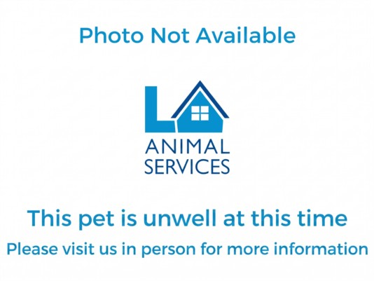 Shelter Stray Male Dog last seen , 1850 W 60th St, Los Angeles, CA 90047, USA
