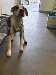 Shelter Stray Male Dog last seen , 1850 W 60th St, Los Angeles, CA 90047, USA