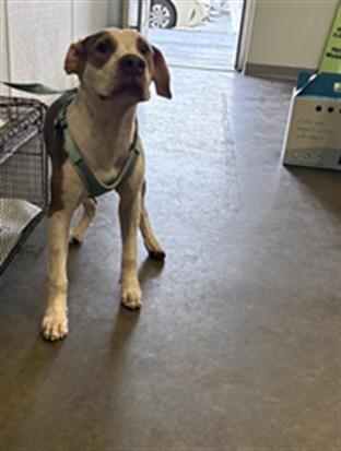 Shelter Stray Male Dog last seen , 1850 W 60th St, Los Angeles, CA 90047, USA