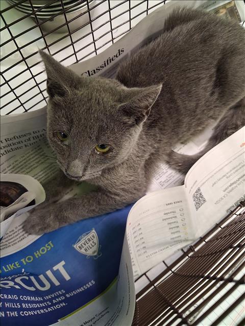 Shelter Stray Male Cat last seen , 1850 W 60th St, Los Angeles, CA 90047, USA