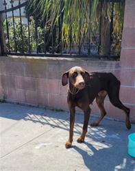 Shelter Stray Male Dog last seen , 1850 W 60th St, Los Angeles, CA 90047, USA