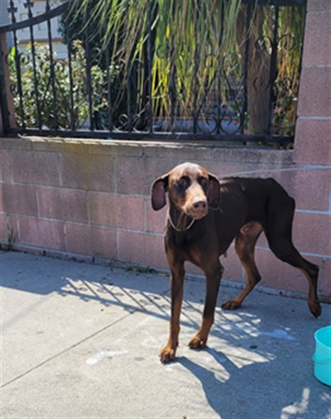 Shelter Stray Male Dog last seen , 1850 W 60th St, Los Angeles, CA 90047, USA