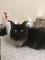 Found/Stray Male Cat last seen Near Ave and 96 Street NW, Edmonton, AB T5G 1V3