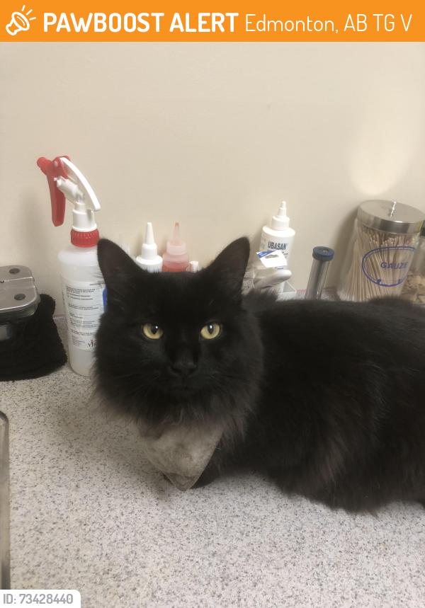 Found/Stray Male Cat last seen Near Ave and 96 Street NW, Edmonton, AB T5G 1V3