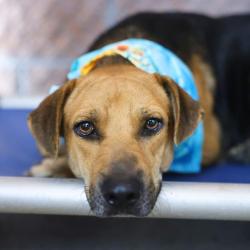 Shelter Stray Female Dog last seen LOMBRANO / NW 23RD ST, 4710 TX-151, San Antonio, TX 78227, USA
