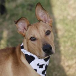 Shelter Stray Male Dog last seen Near BLOCK KOEHLER, 4710 TX-151, San Antonio, TX 78227, USA