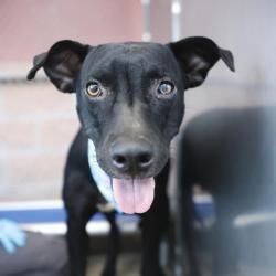 Shelter Stray Female Dog last seen DALE / SW 35TH ST, 4710 TX-151, San Antonio, TX 78227, USA