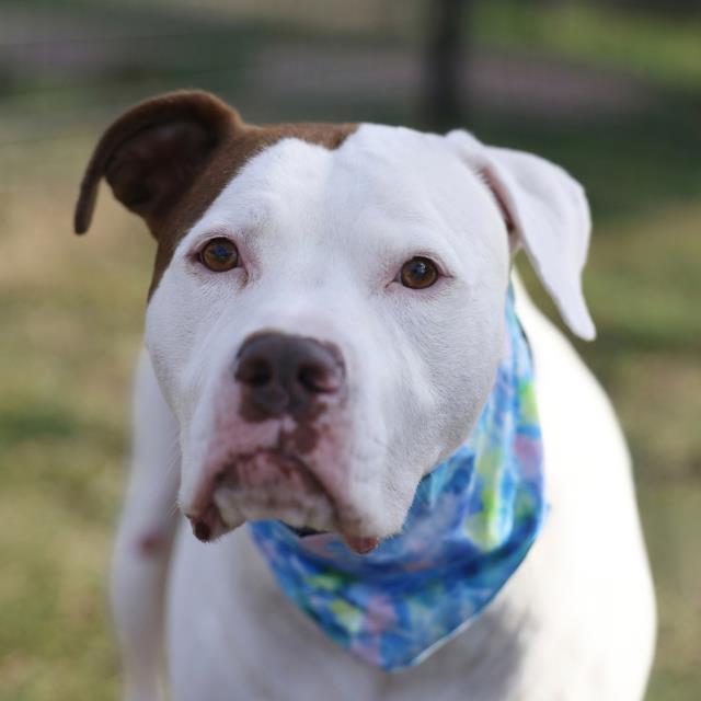 Shelter Stray Female Dog last seen Near BLOCK FREDERICK BLUFF, 4710 TX-151, San Antonio, TX 78227, USA