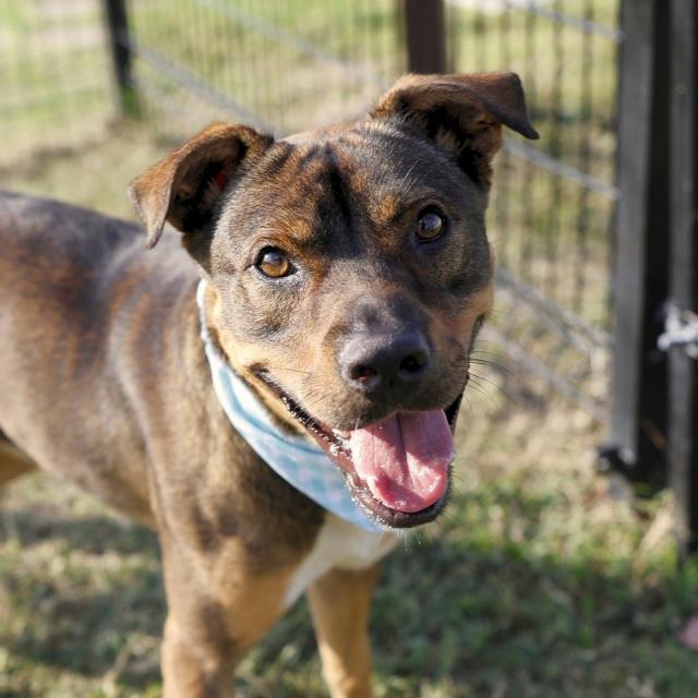 Shelter Stray Male Dog last seen Near BLOCK BLANCO RD, 4710 TX-151, San Antonio, TX 78227, USA
