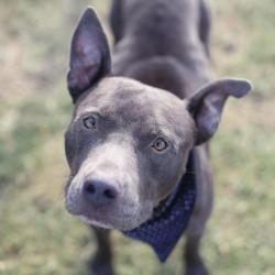 Shelter Stray Male Dog last seen KASHMUIR PL AND KELLIS AVE, 4710 TX-151, San Antonio, TX 78227, USA