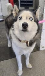 Shelter Stray Female Dog last seen SIERRA X VALLEY, 333 Chandler Pl, San Bernardino, CA 92408, USA