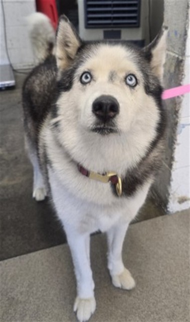 Shelter Stray Female Dog last seen SIERRA X VALLEY, 333 Chandler Pl, San Bernardino, CA 92408, USA
