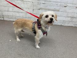 Shelter Stray Female Dog last seen E LIBERTY PKWY X BANANA AVE, 333 Chandler Pl, San Bernardino, CA 92408, USA