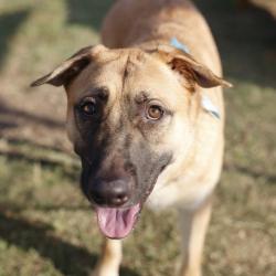 Shelter Stray Male Dog last seen Near BLOCK DELAWARE, 4710 TX-151, San Antonio, TX 78227, USA