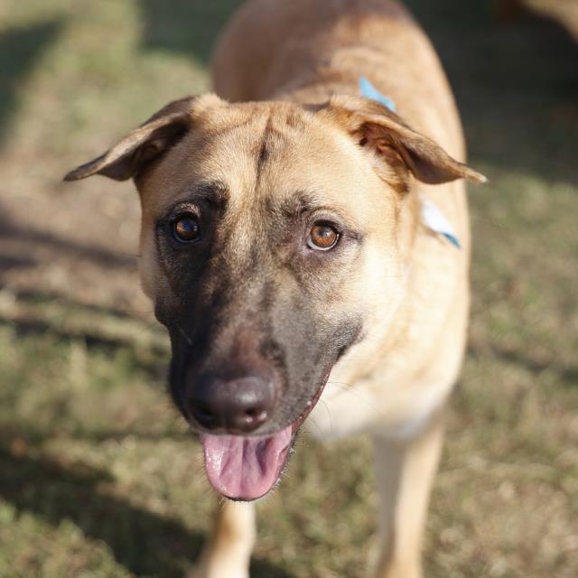 Shelter Stray Male Dog last seen Near BLOCK DELAWARE, 4710 TX-151, San Antonio, TX 78227, USA