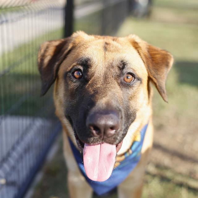 Shelter Stray Male Dog last seen Near BLOCK DELAWARE, 4710 TX-151, San Antonio, TX 78227, USA