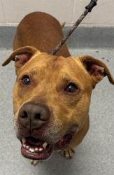 Shelter Stray Male Dog last seen Near, 5001 E Raymond St, Indianapolis, IN 46203, USA