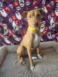 Shelter Stray Female Dog last seen , West Valley Animal Shelter, 20655 Plummer St, Chatsworth, CA 91311, USA