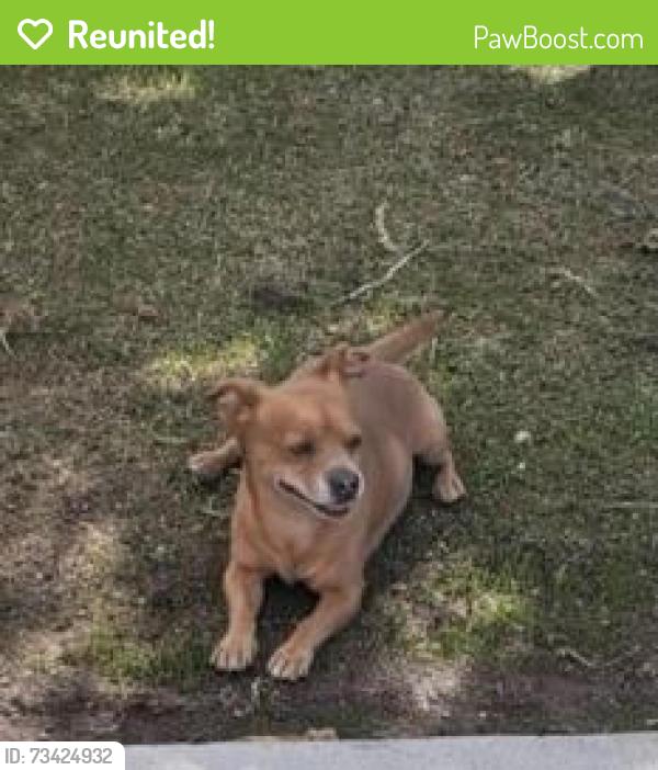 Reunited Male Dog last seen Miller & Thomas, Scottsdale, Scottsdale, AZ 85257