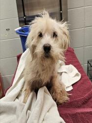 Shelter Stray Male Dog last seen Near BLOCK JODIE DR, 4950 SW Triana Blvd, Huntsville, AL 35805, USA