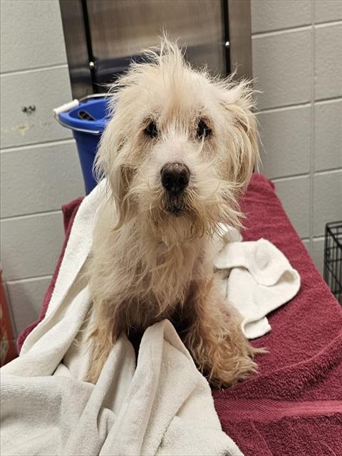 Shelter Stray Male Dog last seen Near BLOCK JODIE DR, 4950 SW Triana Blvd, Huntsville, AL 35805, USA