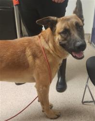 Shelter Stray Male Dog last seen Near BLOCK PHAIRFIELD ST, BAKERSFIELD CA 93314, 3951 Fruitvale Ave, Bakersfield, CA 93308, USA