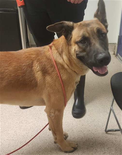 Shelter Stray Male Dog last seen Near BLOCK PHAIRFIELD ST, BAKERSFIELD CA 93314, 3951 Fruitvale Ave, Bakersfield, CA 93308, USA