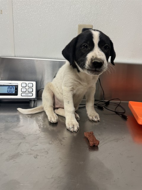 Shelter Stray Female Dog last seen Near BLOCK TRESSELWYCK LN, BAKERSFIELD CA 93311, 3951 Fruitvale Ave, Bakersfield, CA 93308, USA