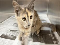 Shelter Stray Female Cat last seen , 957 N Gaffey St, San Pedro, CA 90731, USA
