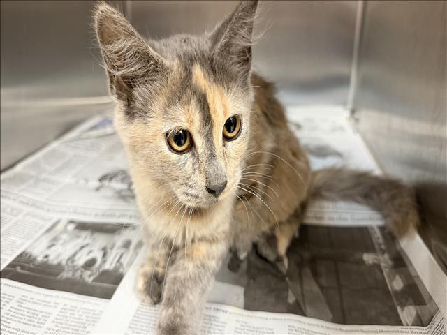 Shelter Stray Female Cat last seen , 957 N Gaffey St, San Pedro, CA 90731, USA