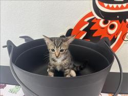 Shelter Stray Female Cat last seen , 957 N Gaffey St, San Pedro, CA 90731, USA