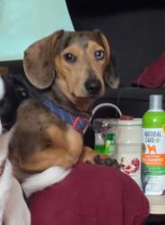 Lost Male Dog last seen Mt olive rd, Toms Brook, VA 22660