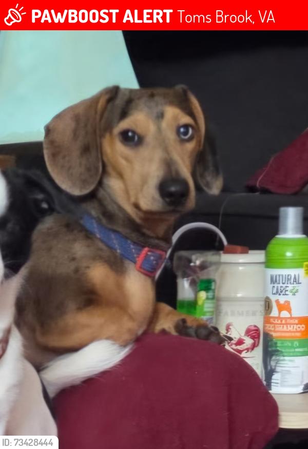 Lost Male Dog last seen Mt olive rd, Toms Brook, VA 22660