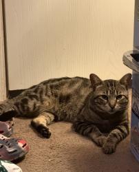 Lost Male Cat last seen Lewisville Lake toll bridge, Little Elm, TX 75068