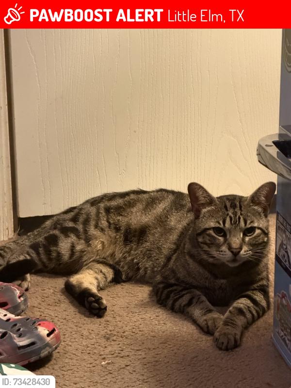Lost Male Cat last seen Lewisville Lake toll bridge, Little Elm, TX 75068